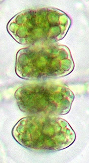 Staurastrum groenbladii